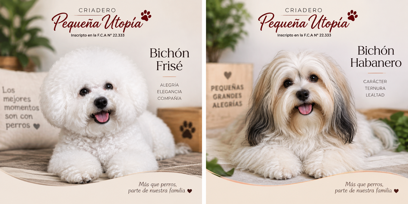 Bichón Frisé y Bichón Habanero de Pequeña Utopía