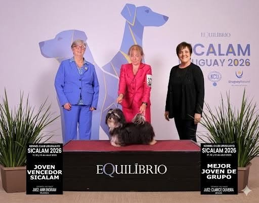 Ejemplar Bichón Habanero de Pequeña Utopía en exposición